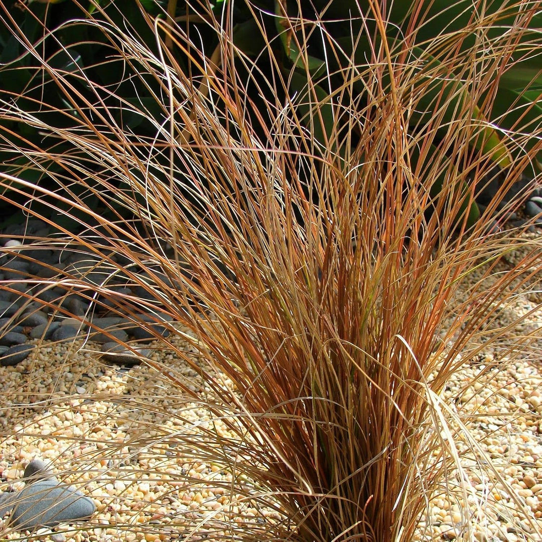 Flower Seeds, Seeds for Planting, Plant Seeds