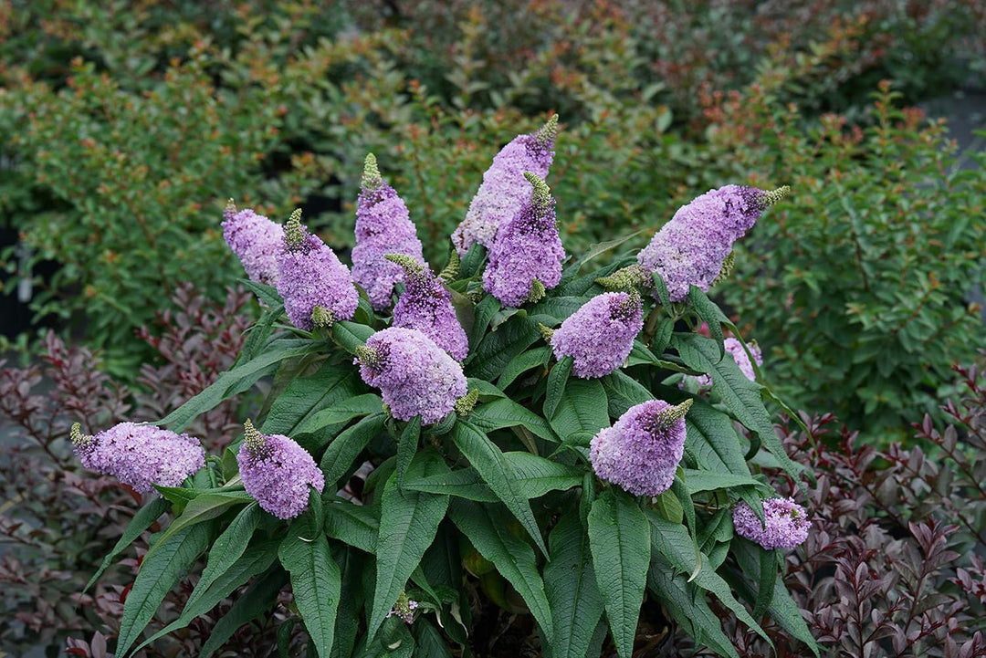 bush buddleia flower seeds
