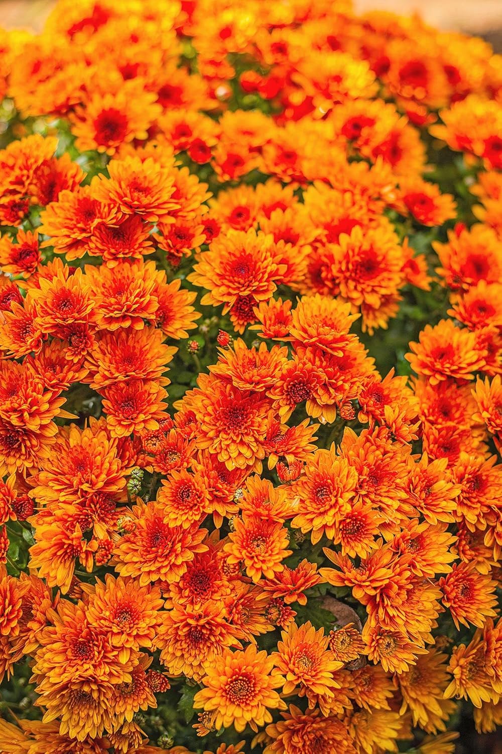 Flower Seeds, Seeds for Planting, Plant Seeds