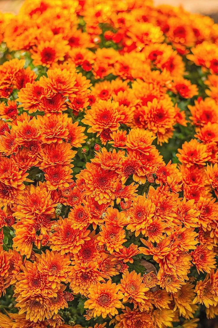 Flower Seeds, Seeds for Planting, Plant Seeds