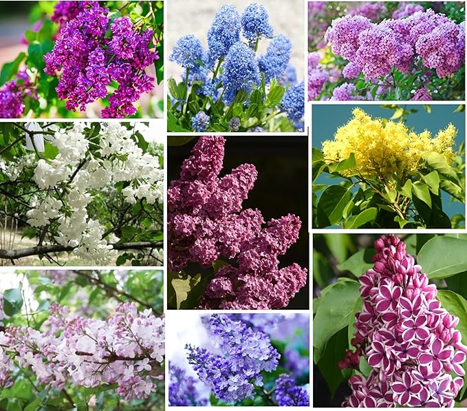 japanese lilac flower seeds