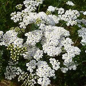 achillea love flower seeds