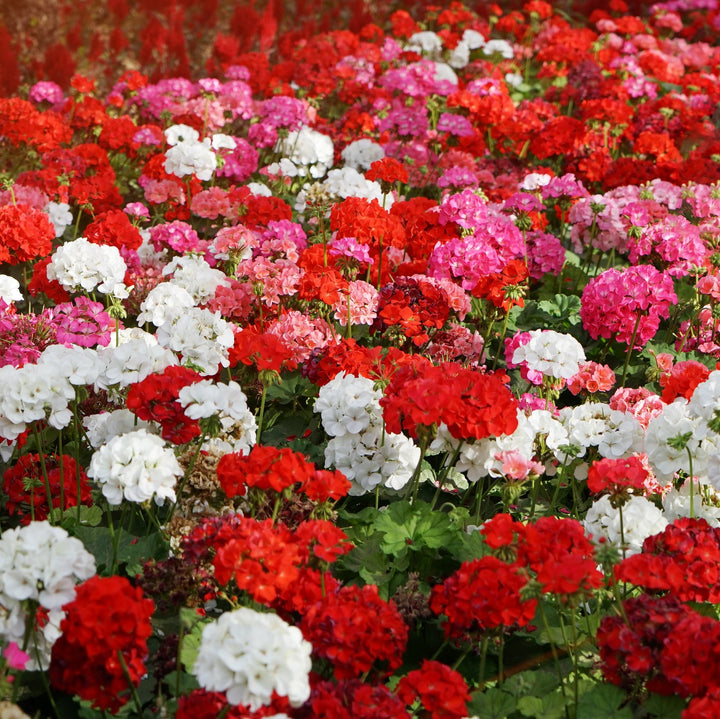 Blandede Geranier Blomsterfrø til udplantning - 100 stk