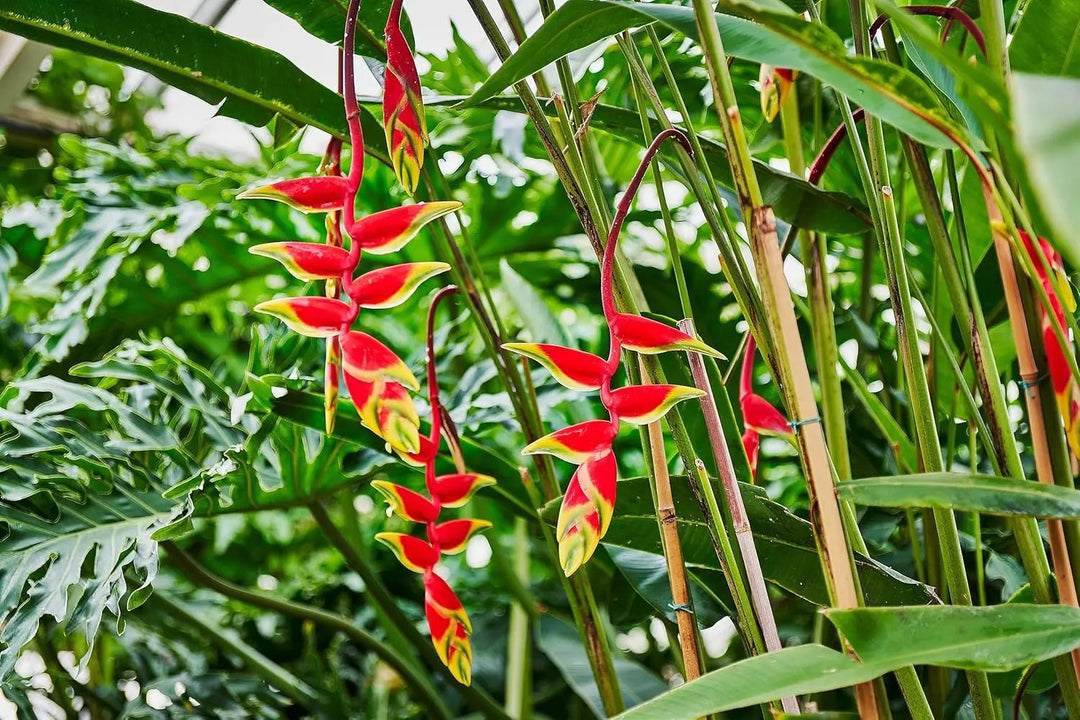 heliconia rostrata flower seeds