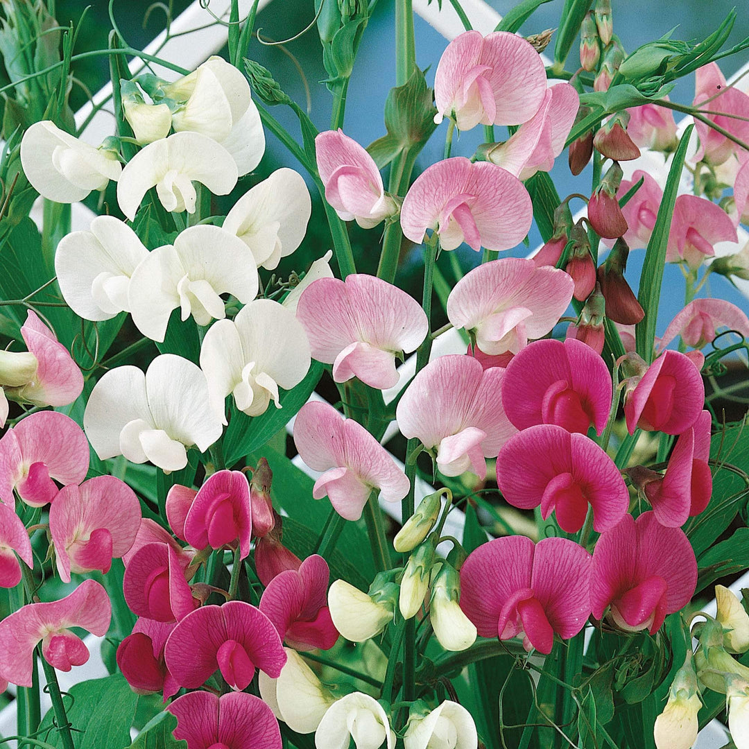 Everlasting Pea Flower Seeds for Planting 100 pcs