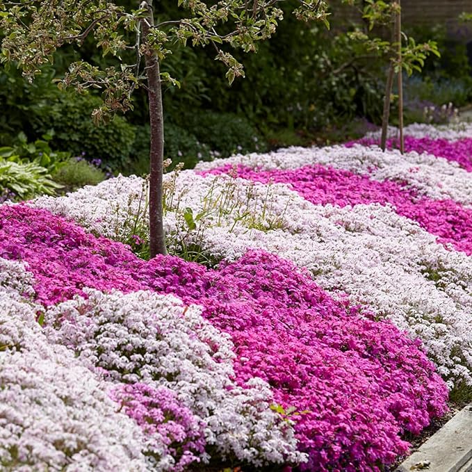 Bland Creeping Phlox Blomsterfrø til udplantning - 100 stk