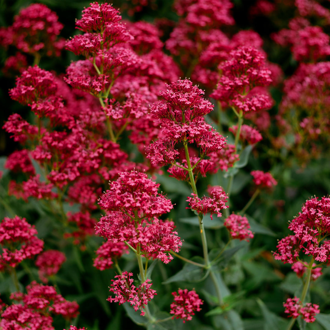 red jupiter flower seeds