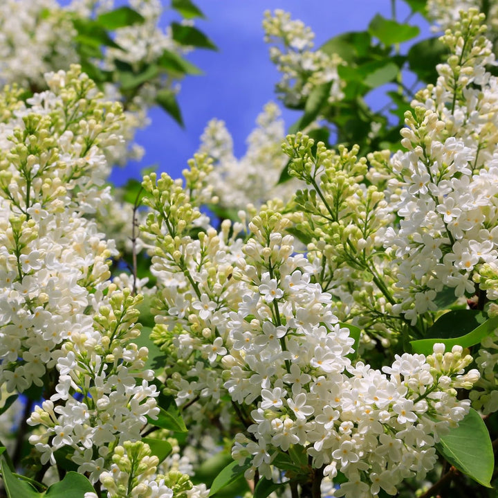 White Japanese Lilac Seeds for Planting – Non-GMO Heirloom Garden Seeds
