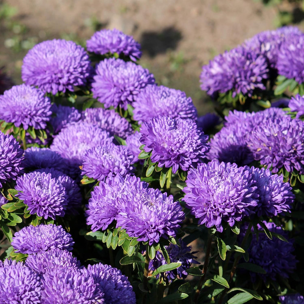 Lavender Aster Callistephus Seeds for Planting