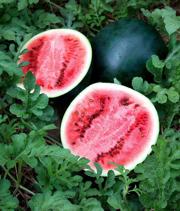 Sugar Baby Watermelon Seeds for Planting – Heirloom, Non-GMO, Sweet Mini Melons for Home Gardens