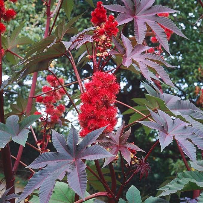castor bean flower seeds