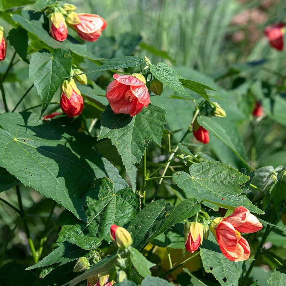 red heirloom flower seeds