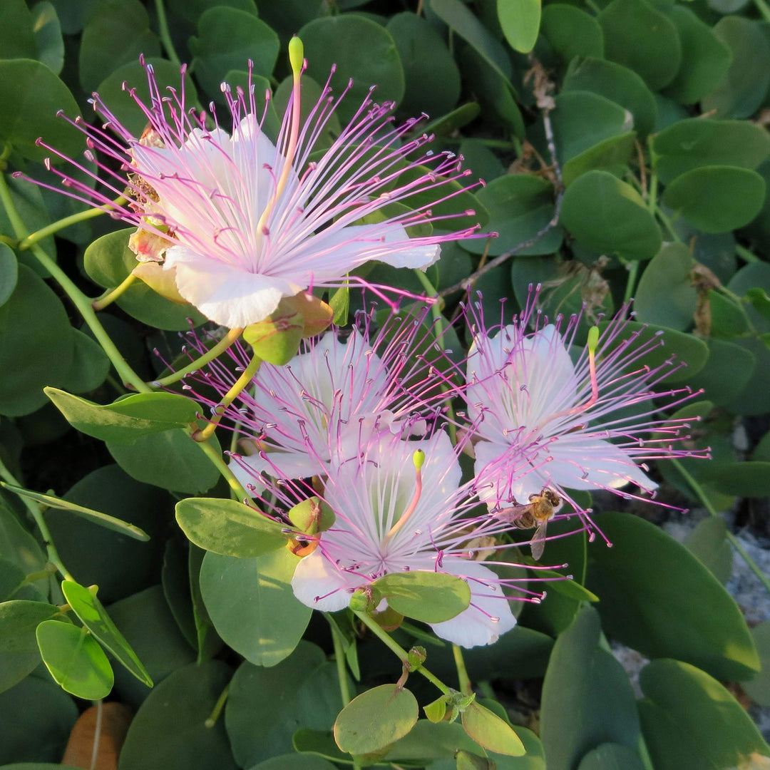caper flower flower seeds
