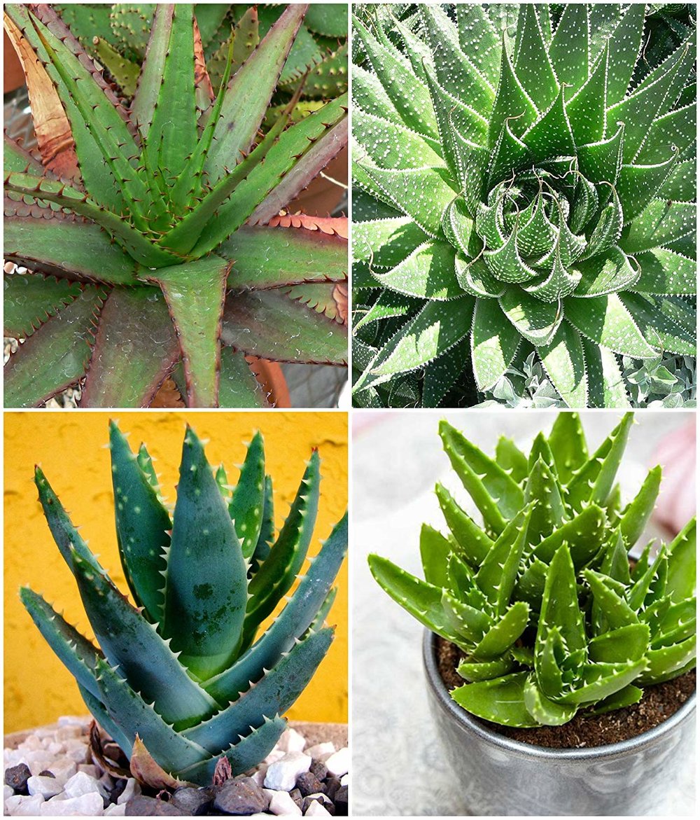 Edible Aloe Vera Mixed Colour Plant Seeds for Planting 100 pcs