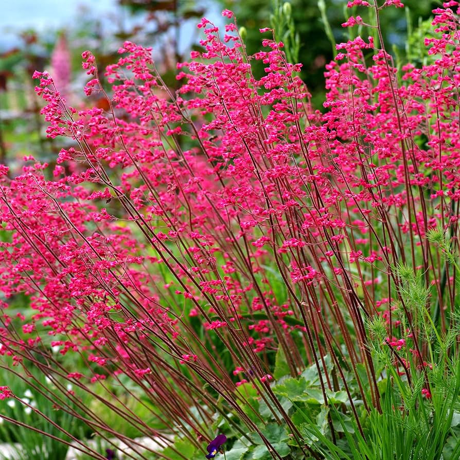heuchera firefly flower seeds