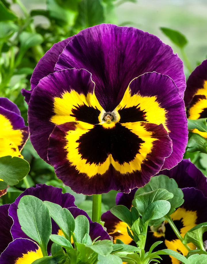 Yellow Violet Pansy Flower Seeds for Planting - 100 pcs