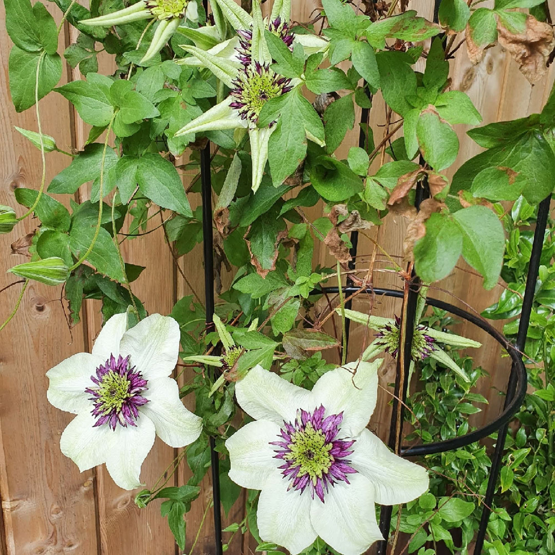 white clematis flower seeds