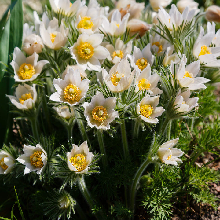 White Anemone Pulsatilla Flower Seeds for Planting – Heirloom, Non-GMO, High Germination Elegant Spring Blooms