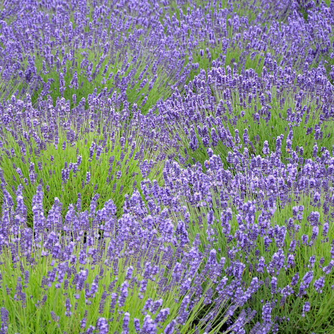 lavender usa flower seeds