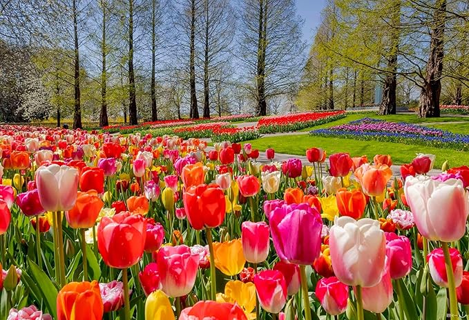 tulip tulipa flower seeds