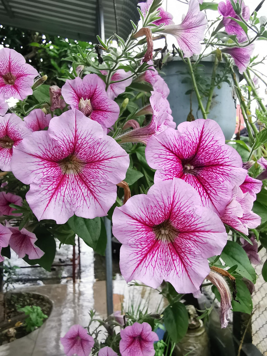 Petunia Flower Seeds for Planting Light Pink 100 pcs