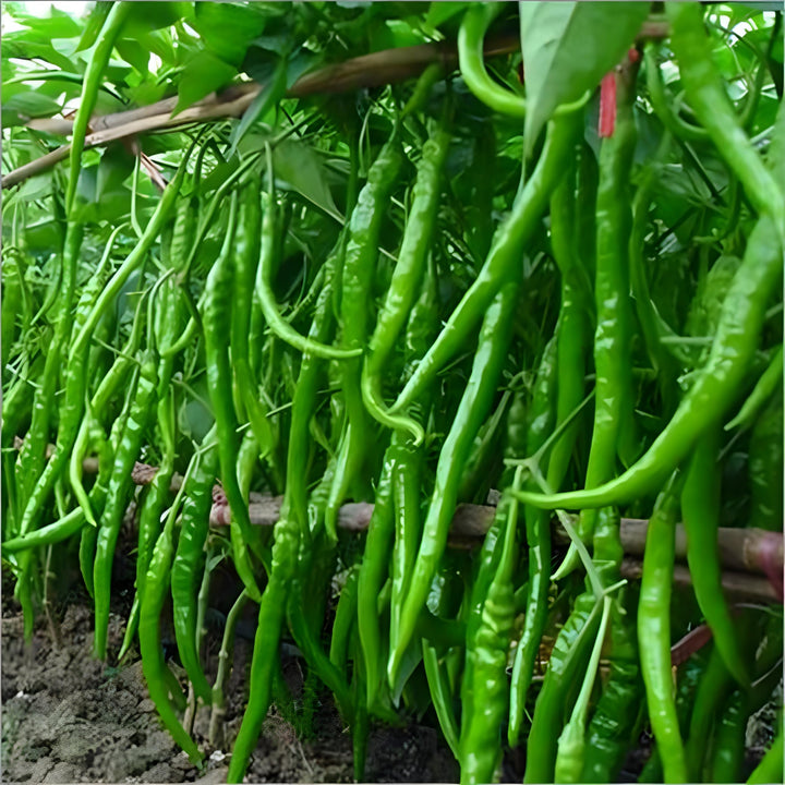 Indian Long Green Chili Seeds for Planting – High Yield, Non-GMO Vegetable Seeds for Home Garden and Farming