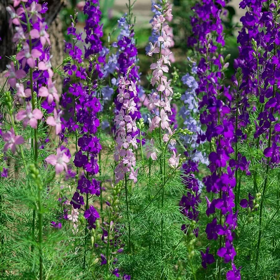 rocket delphinium flower seeds