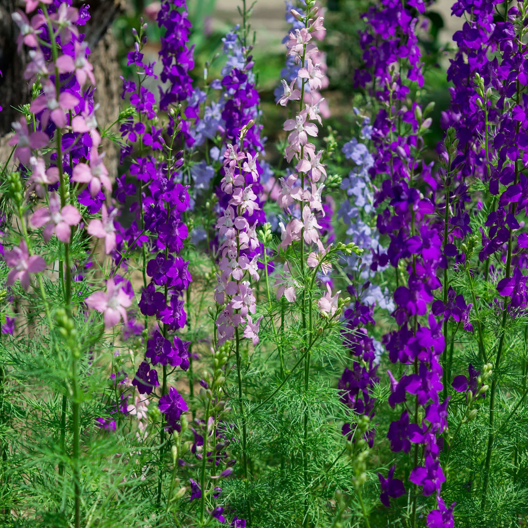 rocket delphinium flower seeds