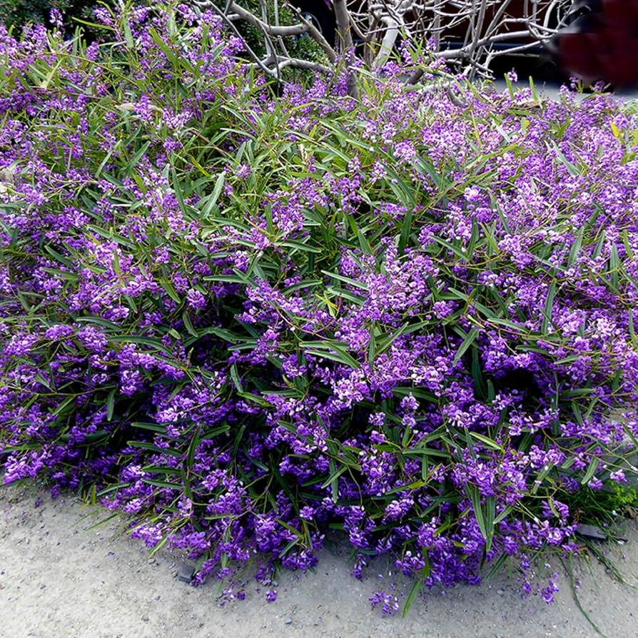 Heirloom Hardenbergia Flower Seeds – Non-GMO Climbing Vine Seeds for Planting, High Germination Colorful Garden Blooms