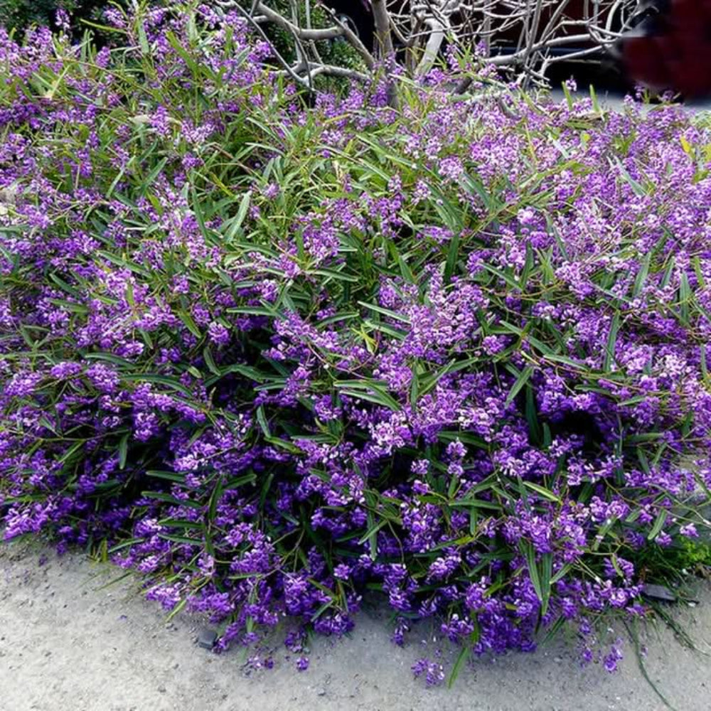 heirloom hardenbergia flower seeds