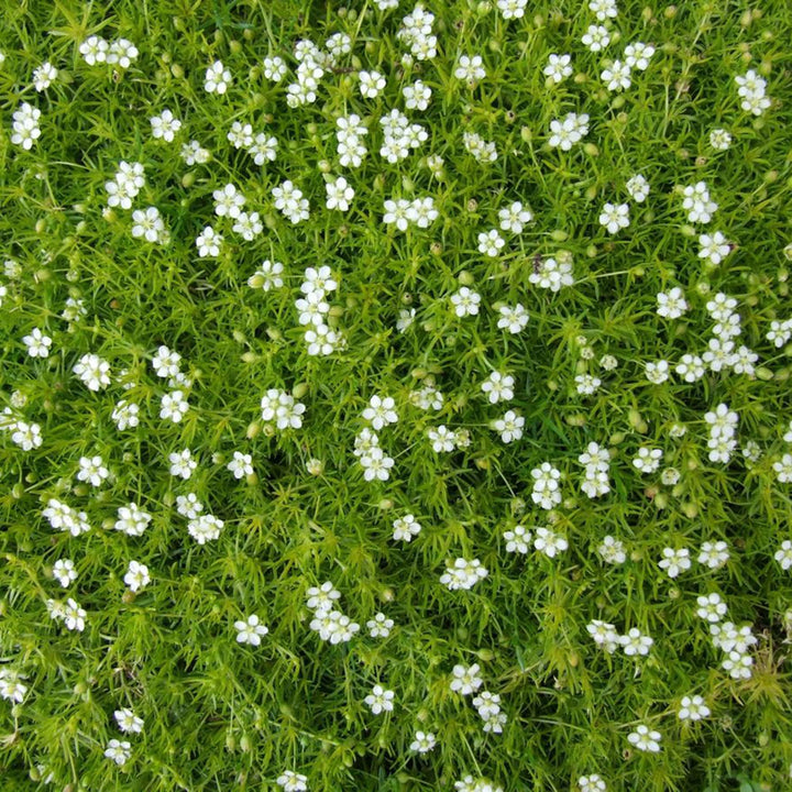 Hvide Sagina Subulata blomsterfrø til udplantning, 100 stk