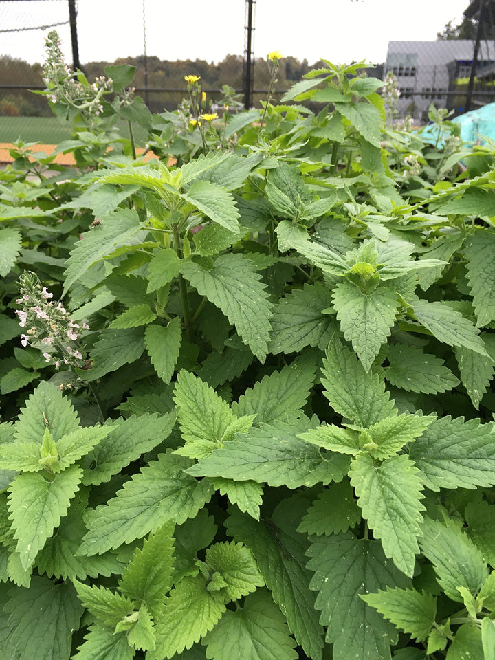 Green CatMint Seeds – Herb Garden Favorite-Heirloom & Non-GMO Seeds for planting