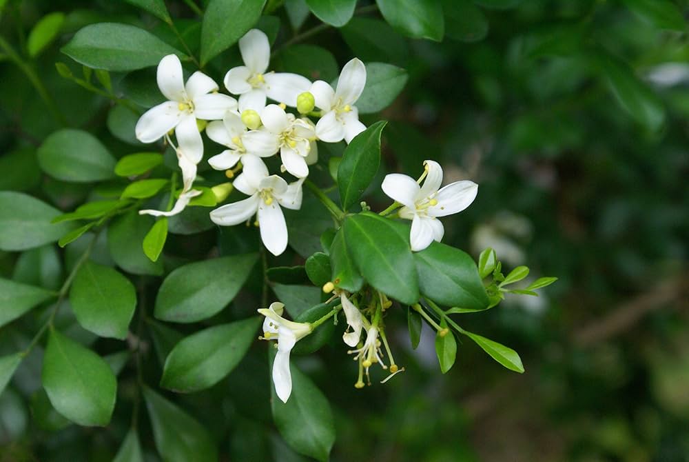 Hvide Murraya blomsterfrø til plantning - 100 stk