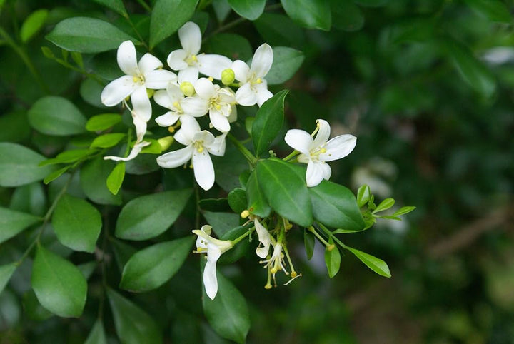 Hvide Murraya blomsterfrø til plantning - 100 stk