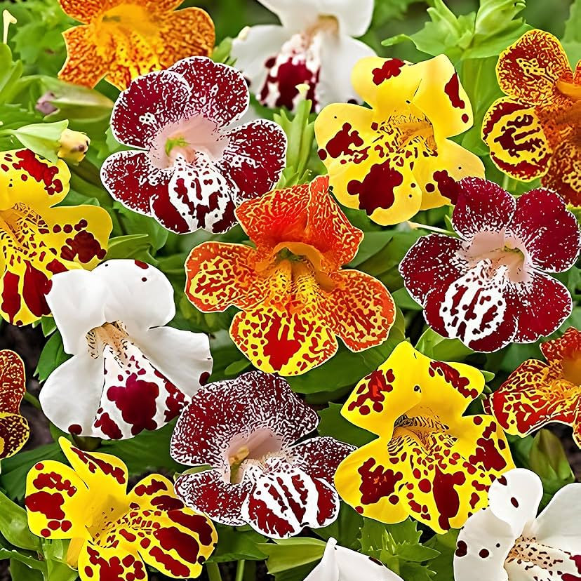 mixed mimulus flower seeds