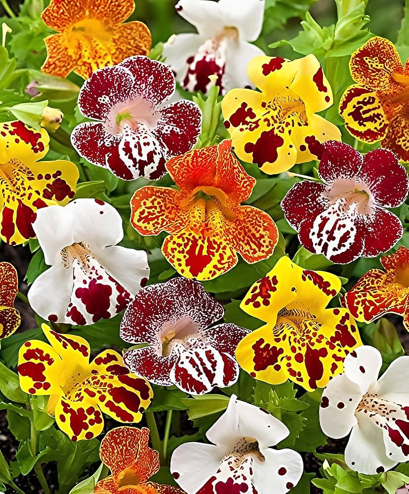 heirloom non flower seeds