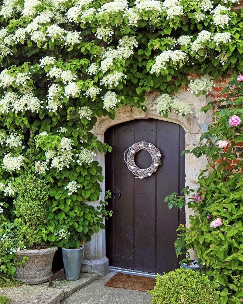 climbing hydrangea flower seeds