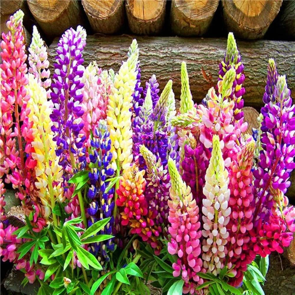 russell mix flower seeds