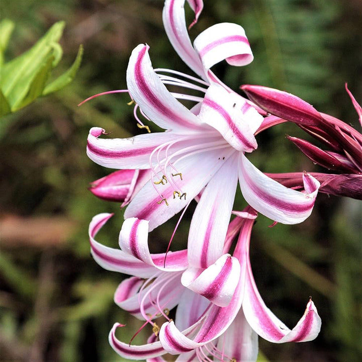 Blandede Crinum blomsterfrø til udplantning 100 stk