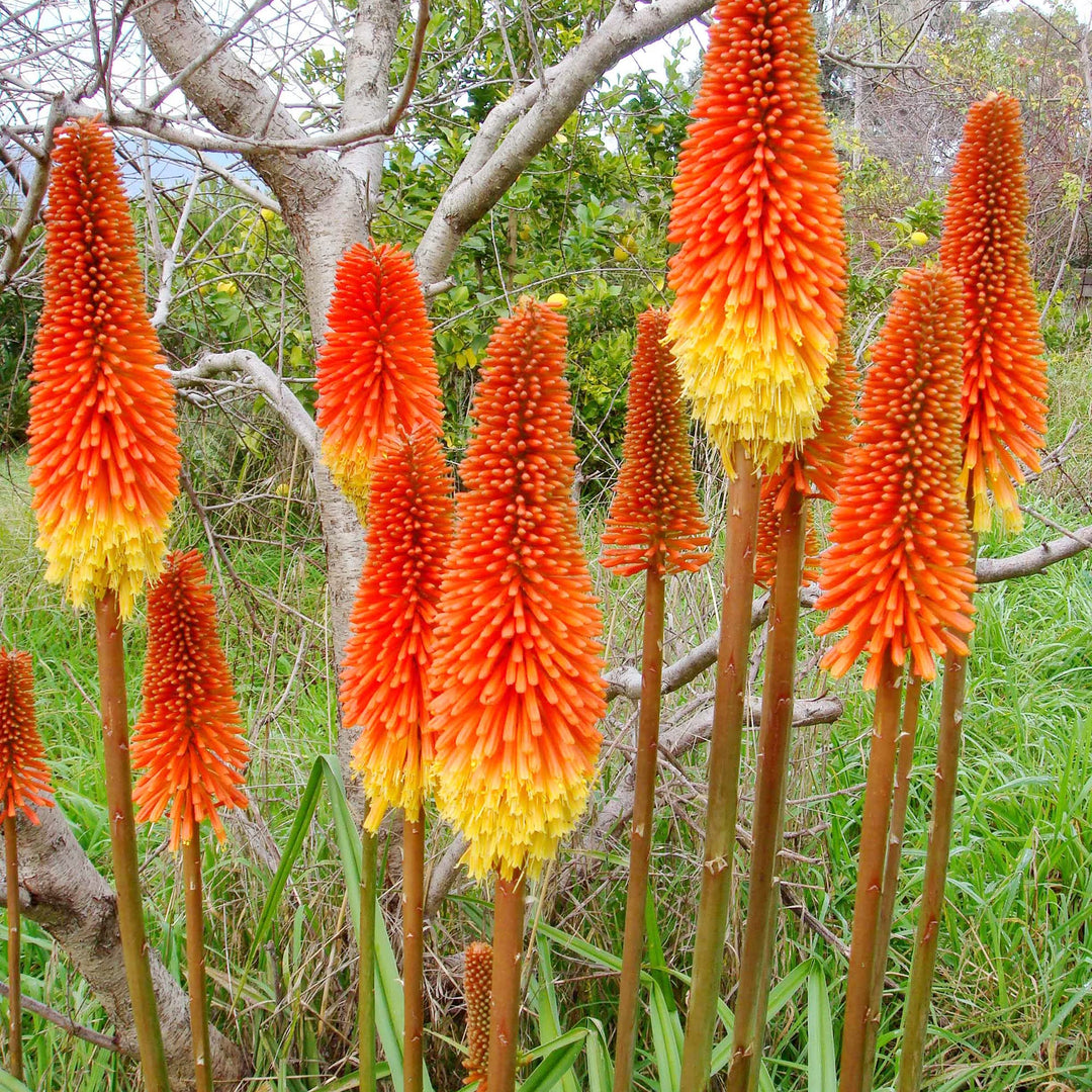 Heirloom Non-GMO Kniphofia Flower Seeds for Planting – Striking Torch-Lily Blooming Seeds, High Germination