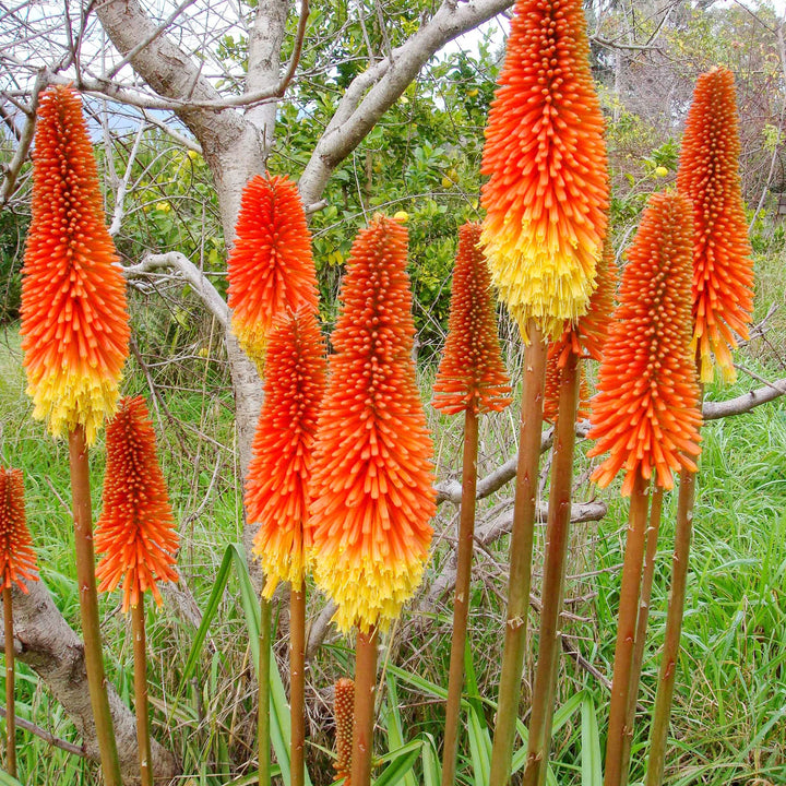 Heirloom Non-GMO Kniphofia Flower Seeds for Planting – Striking Torch-Lily Blooming Seeds, High Germination