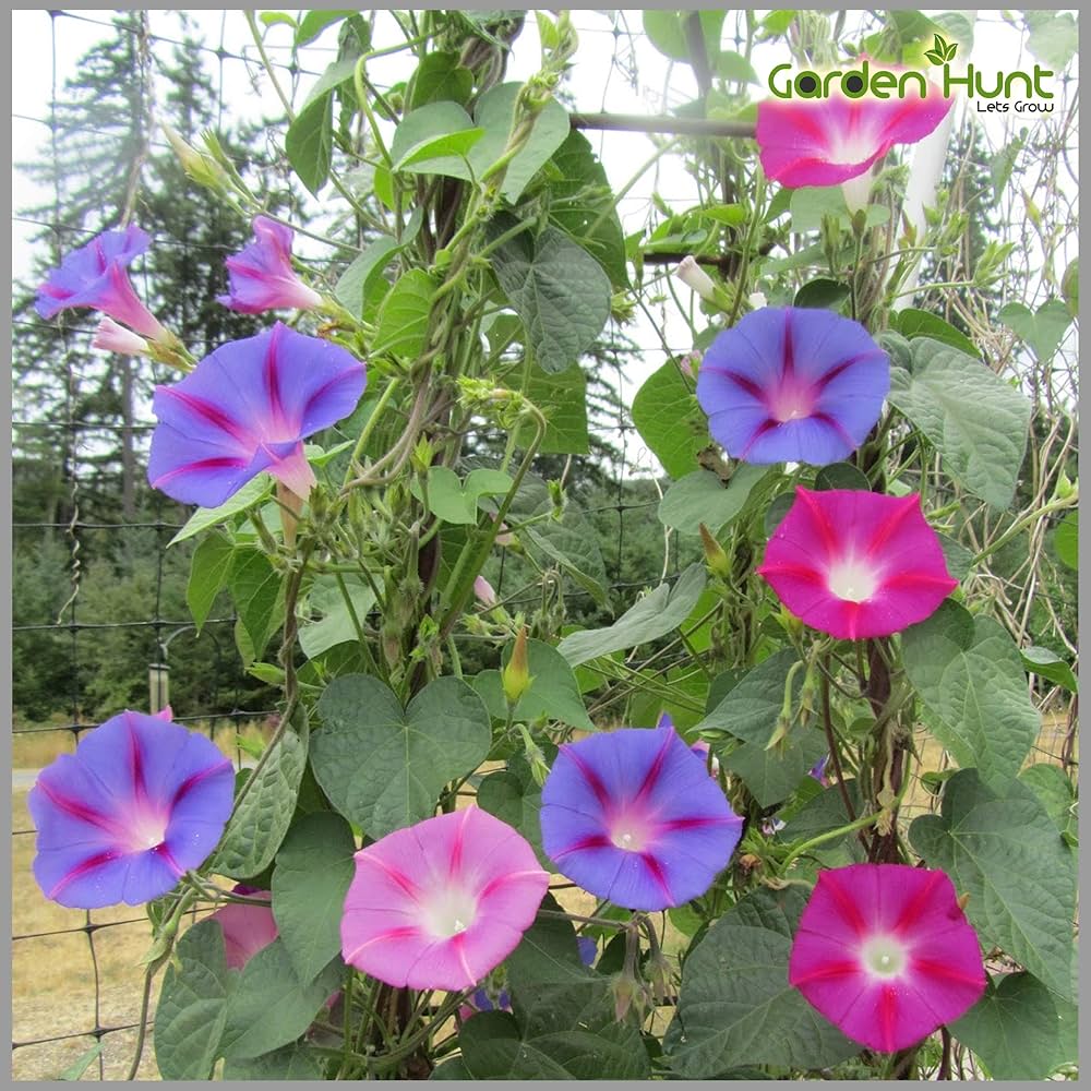 morning glory flower seeds