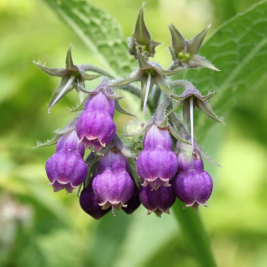 Purple Symphytum Flower Seeds for Planting - 100 pcs