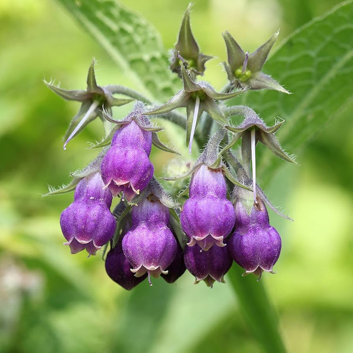 Lilla Symphytum blomsterfrø til plantning - 100 stk