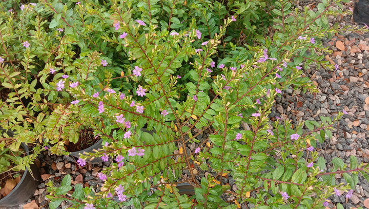 Cuphea Hyssopifolia mexicanske blomsterfrø til plantning 100 stk