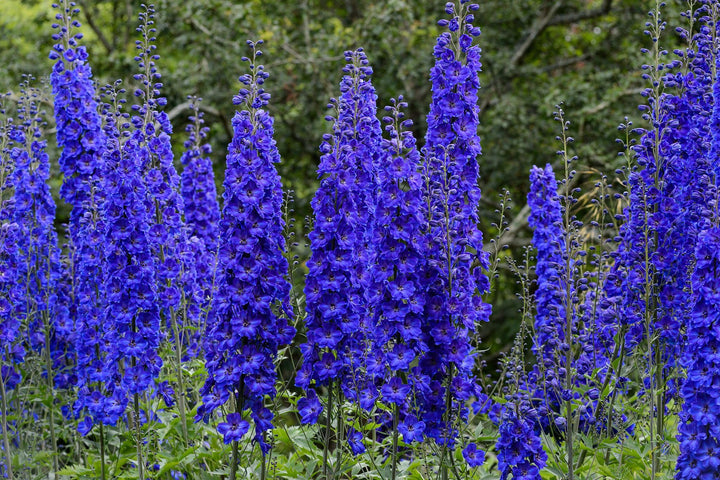 Delphinium Astolat Flower Planting Flower Beds And Home Gardens Flower Seeds Home