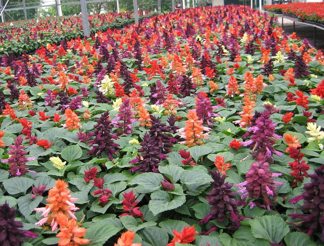 salvia flower flower seeds
