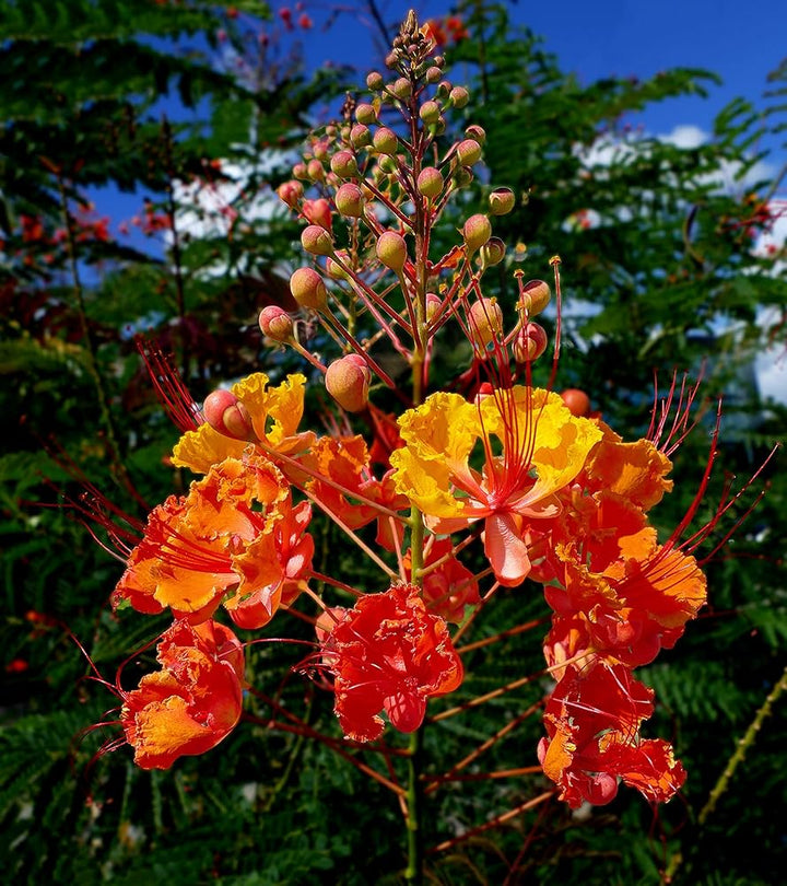 Orange Caesalpinia Flower Seeds for Planting – Heirloom, Non-GMO, High Germination Organic Garden Seeds
