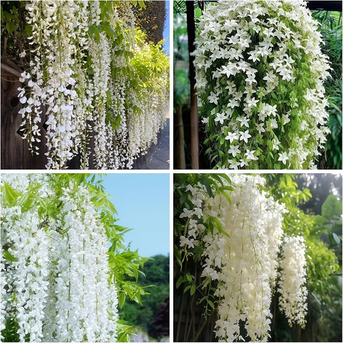 Climbing Weeping Jasmine flower seeds
