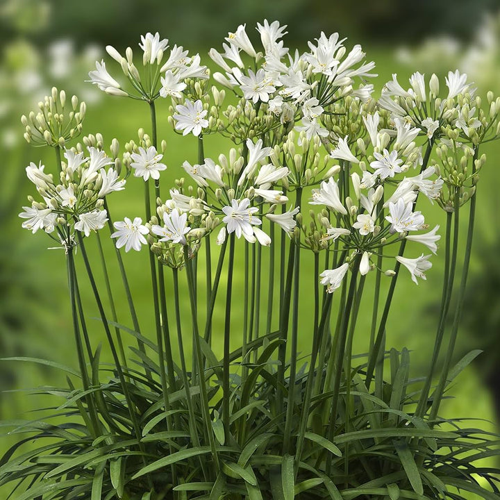 Agapanthus Flower Seeds for Planting, 100 pcs